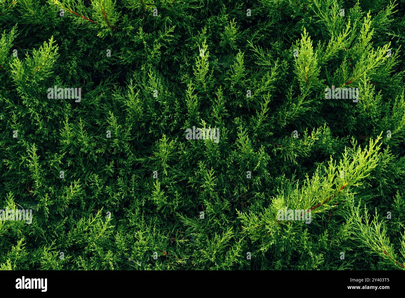 Pianta mediterranea di cipresso che forma un modello naturale astratto e lussureggiante come sfondo Foto Stock