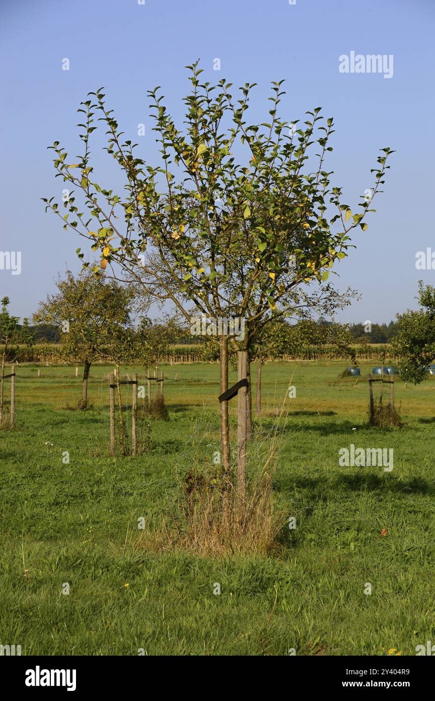 Orchard Meadow nel Sunder nel Tiwn Walsrode, bassa Sassonia, Germania. Orchard Meadow nel Sunder nella città di Walsrode, bassa Sassonia, Germania Foto Stock