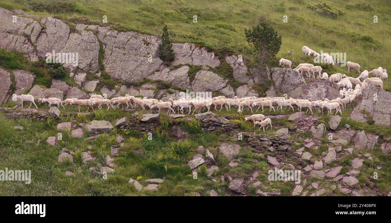 Come ogni anno alla fine di giugno, grandi greggi di ovini vengono cacciati dalle valli francesi alla ricerca dei prati alti e freddi di Astún (Spagna), Foto Stock