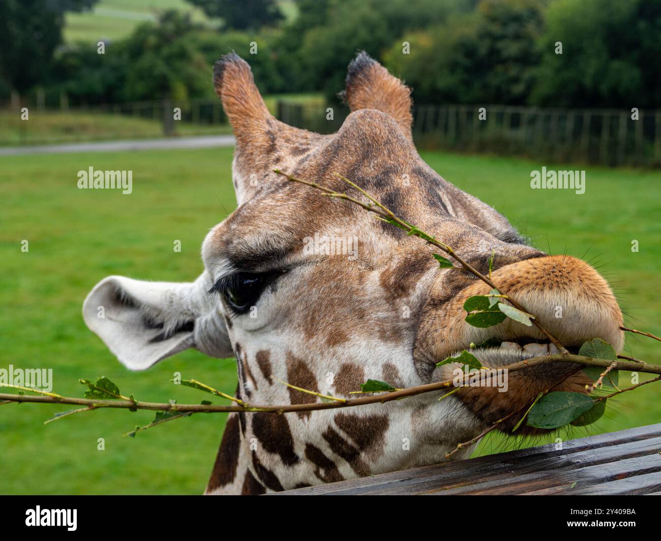 La giraffa utilizza i denti per raccogliere delicatamente le foglie da un ramo. Foto Stock