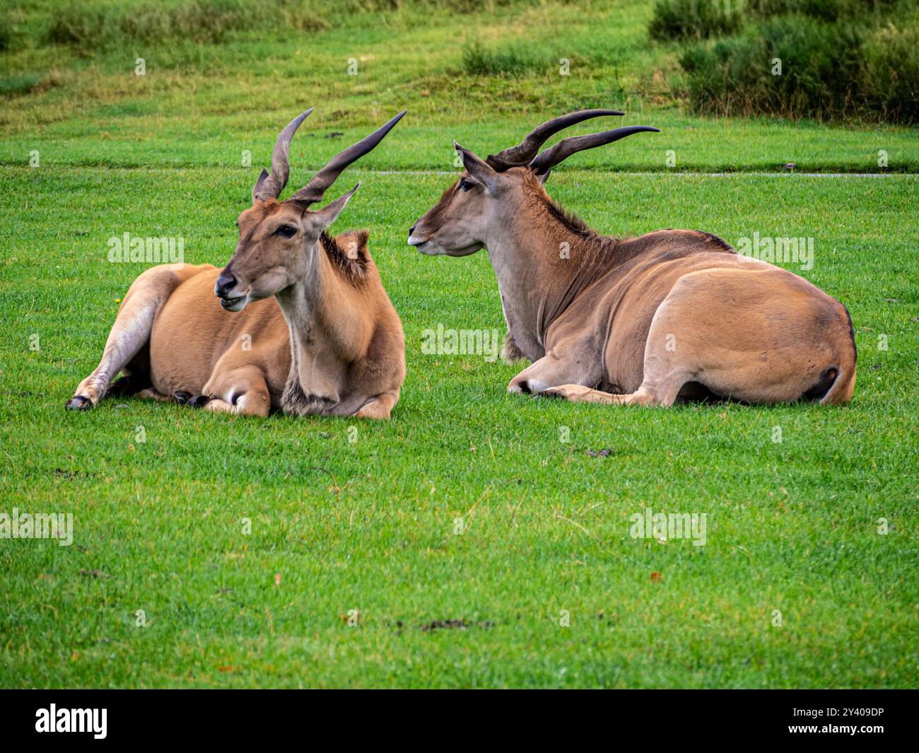 Una coppia di Blackbuck o antilope indiana (Antilope cervicapra) che riposa nella campagna inglese. Foto Stock