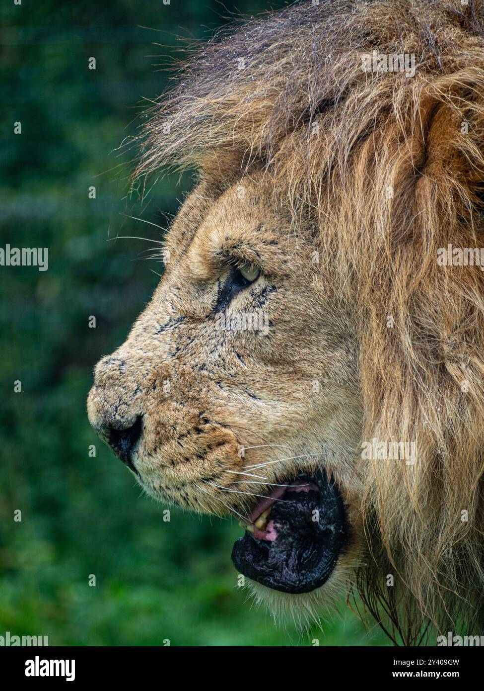 Un grande leone maschio che guarda verso sinistra e che canta nel caldo della giornata Foto Stock