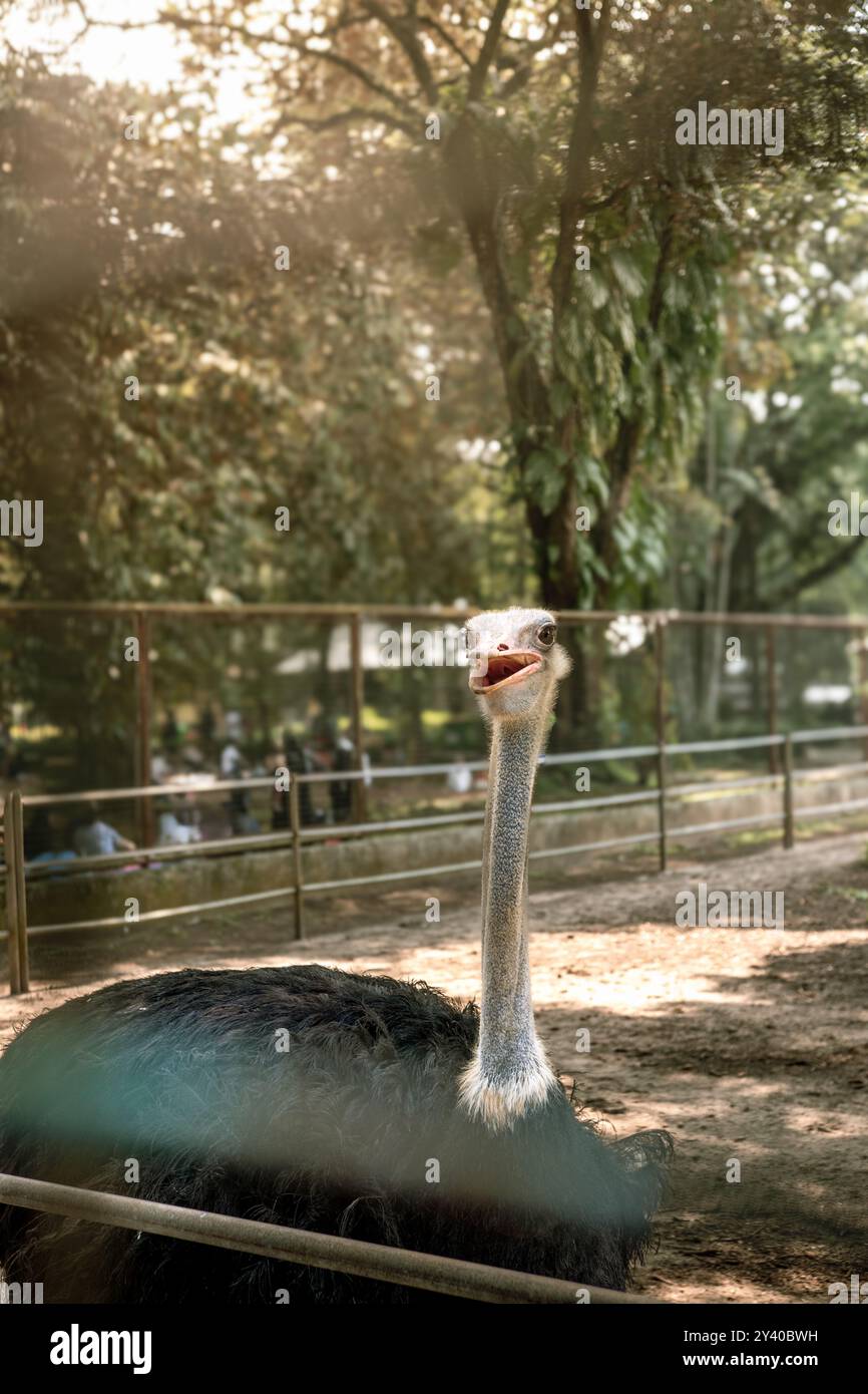 Lo struzzo guarda verso il basso con spesse piume nere nella foto in posizione orizzontale. Lo struzzo è l'uccello più grande in vita oggi. Struzzi ca Foto Stock