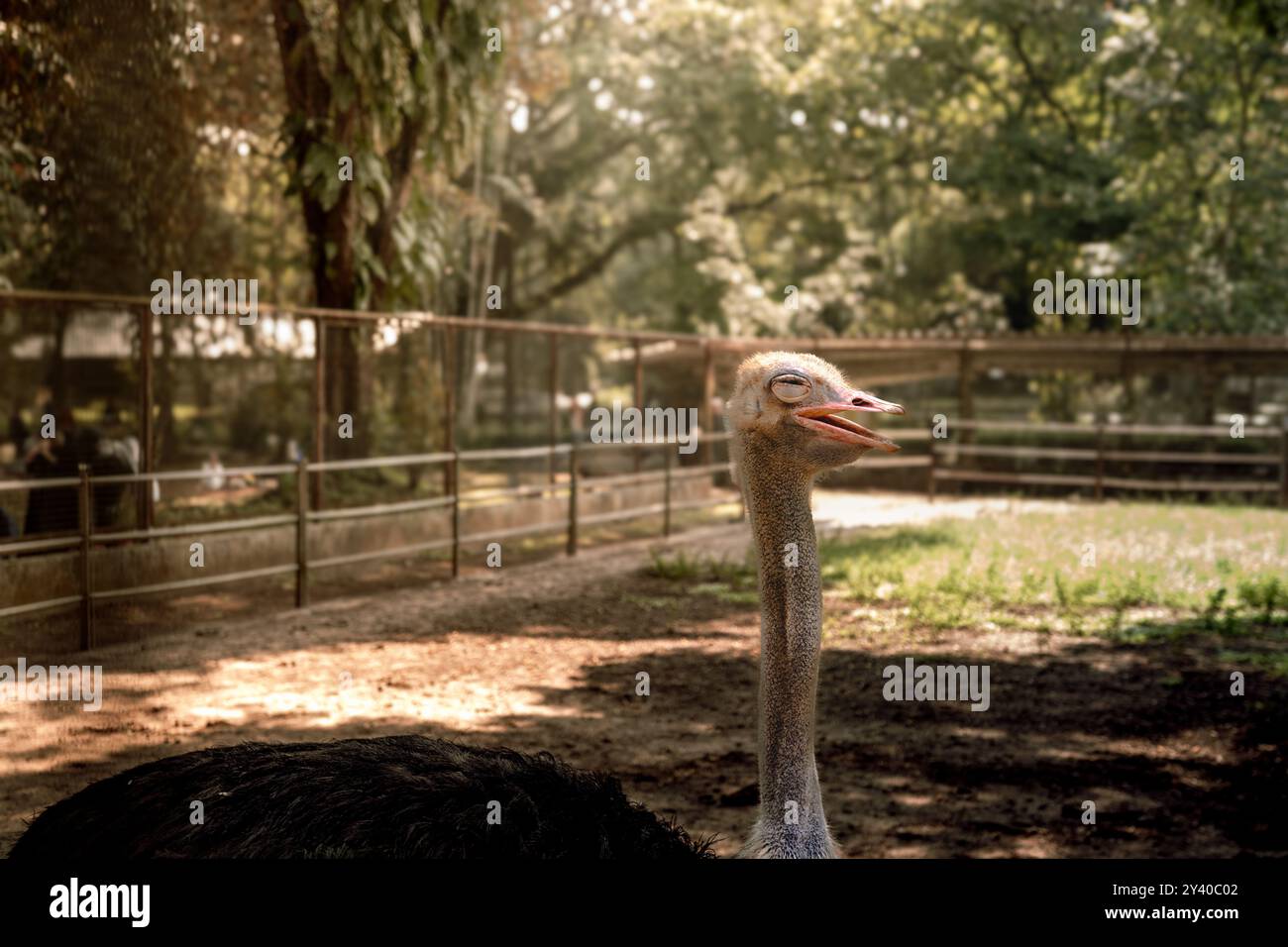 Uno struzzo che chiude gli occhi con piume nere dense in una foto in posizione orizzontale. Lo struzzo è l'uccello più grande in vita oggi. Gli struzzi sono in lattina Foto Stock