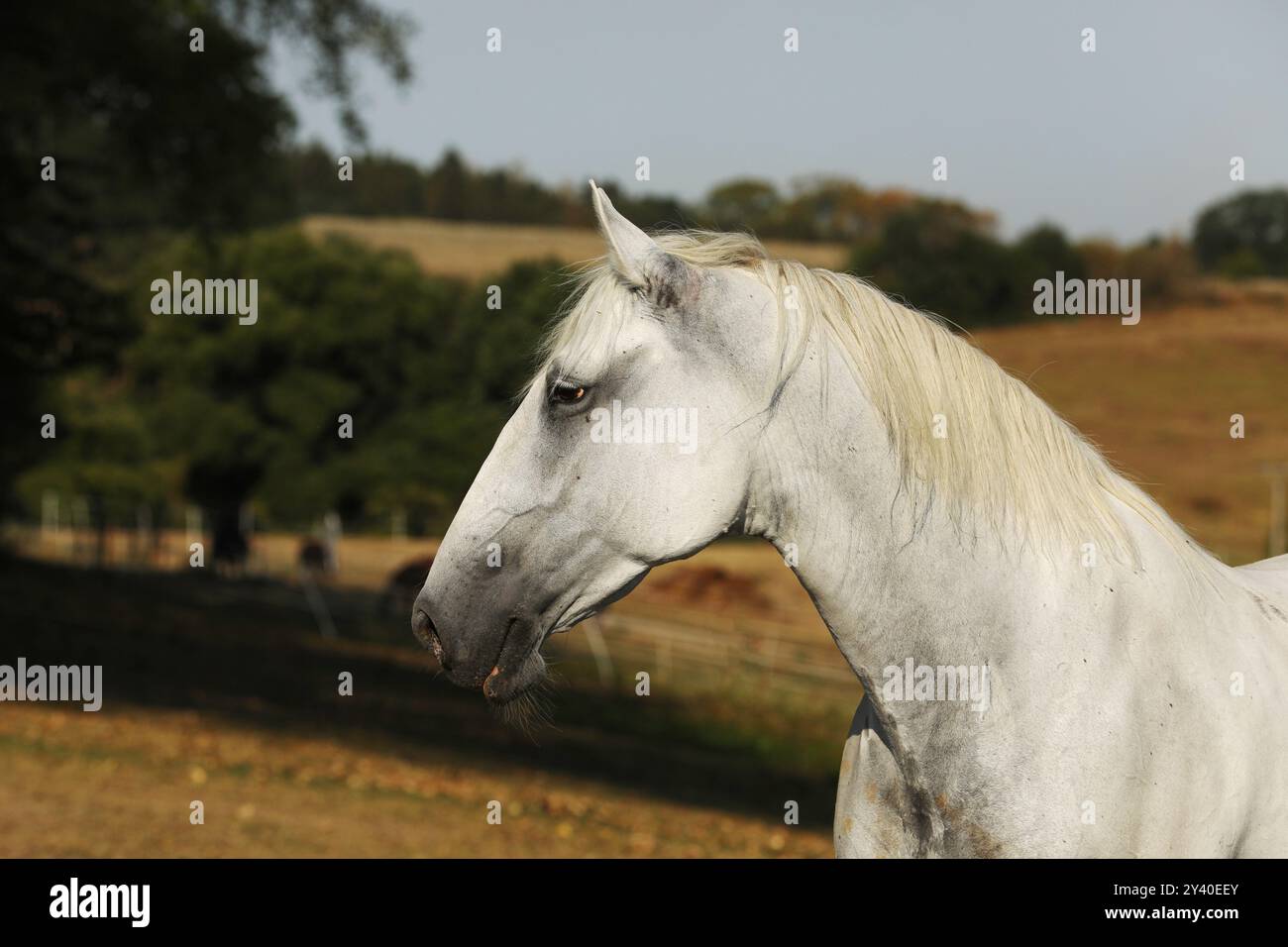 Cavolo di Lippezzaner. Ritratto del mare bianco di razza pura su pascolo di fattoria. Caldo giorno d'estate Foto Stock