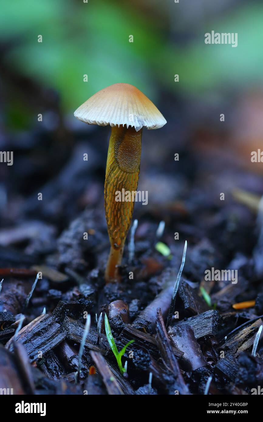Fungo comune del cofano che cresce dalla vegetazione bruciata con un lumaca che alimenta da esso. Hamsterly Forest, contea di Durham, Inghilterra, Regno Unito. Foto Stock