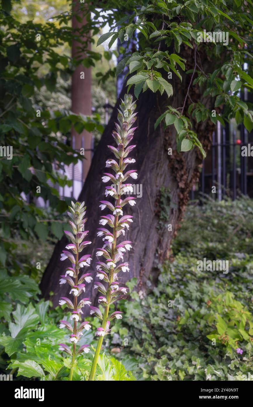 Fiori bianchi di Acanthus mollis in estate, da vicino Foto Stock