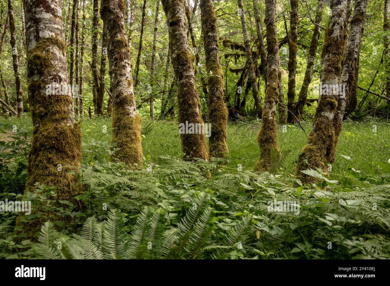 High Grasses e Ferns Surround Moss Covered Birch nell'Olympic National Park Foto Stock