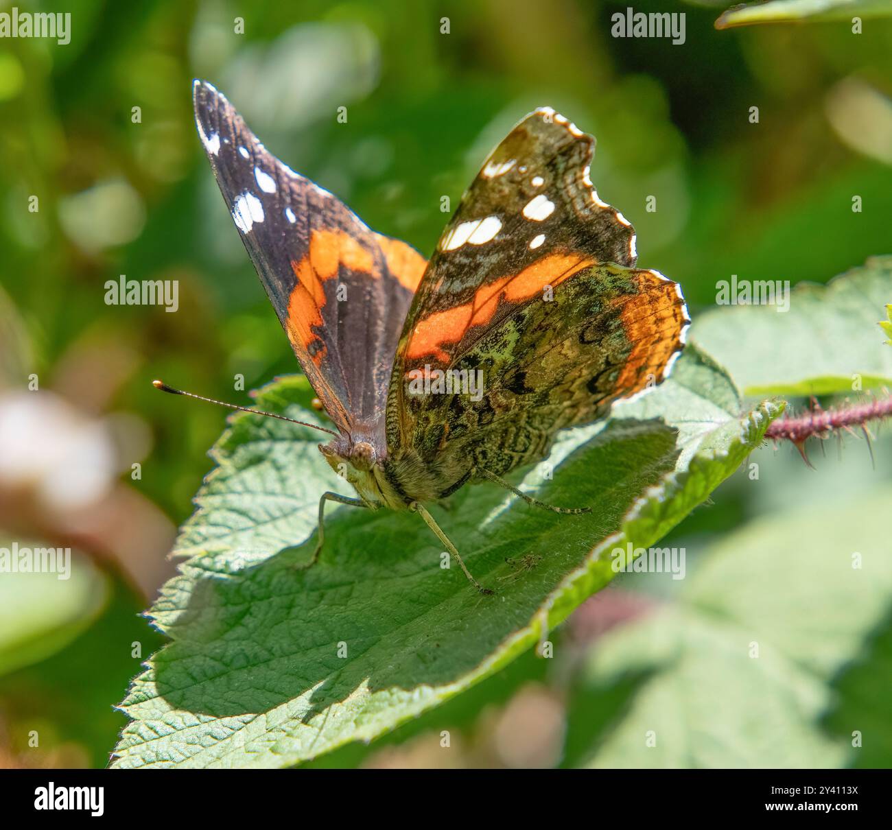 Red Admiral Butterfly nel Great Neck Wildlife Sanctuary, Wareham, Massachusetts Foto Stock