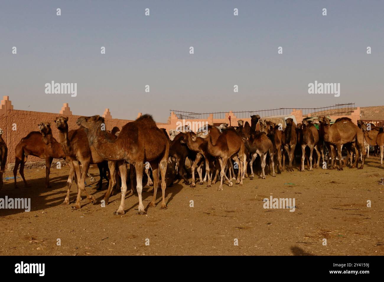 Guelmim, chiamata 'la porta d'ingresso al deserto, è conosciuta per il suo famoso mercato settimanale dei cammelli che si tiene ogni sabato. Marocco, Nord Africa Foto Stock