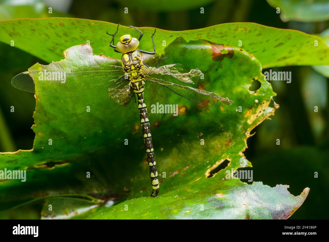 Appena emersa una libellula di falco del Sud (Aeshna cyanea) con ali deformate su una foglia di giglio in uno stagno nel sud dell'Inghilterra Foto Stock