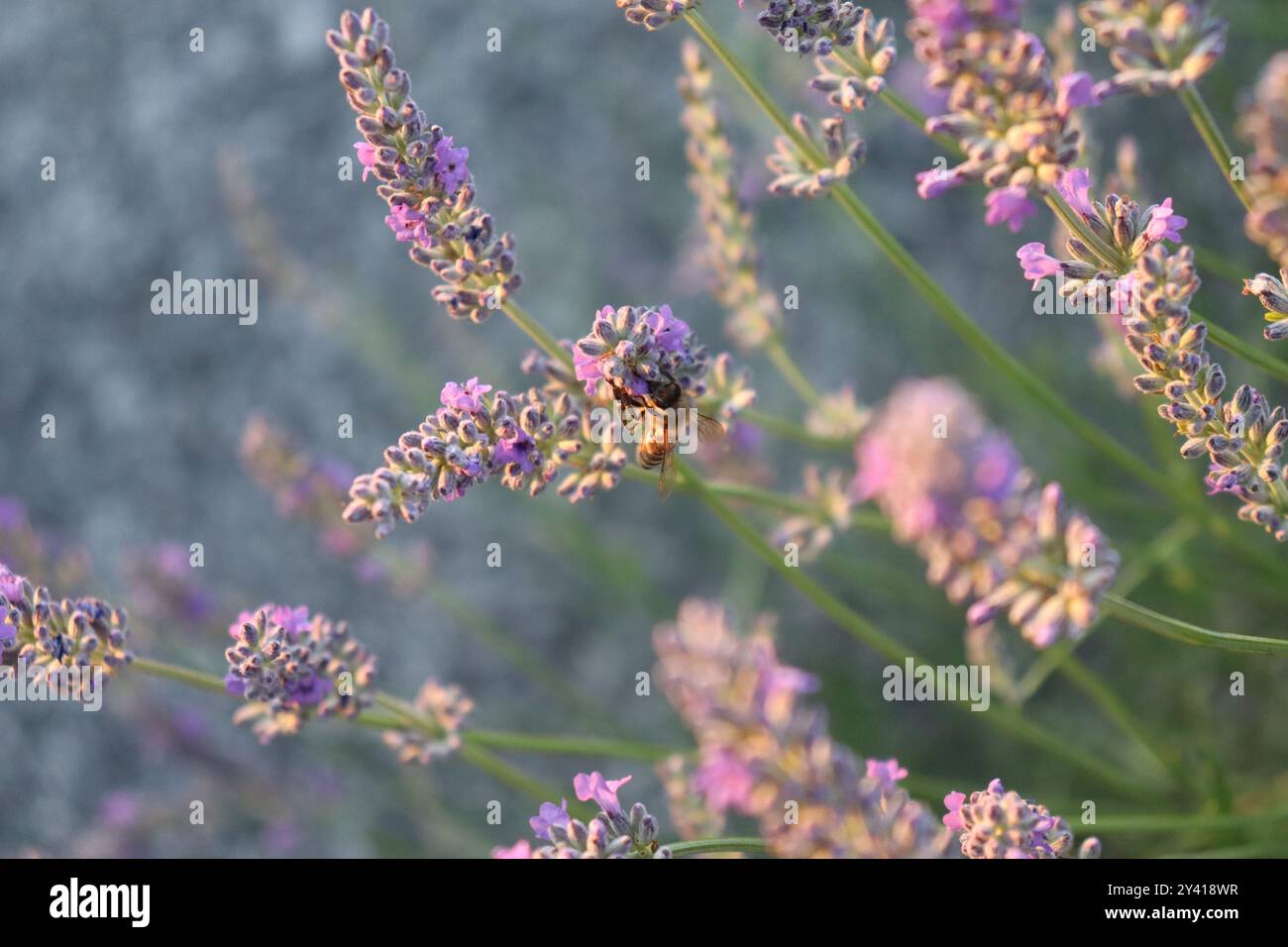 Un'ape illuminata dal sole su un cespuglio di lavanda. Foto Stock