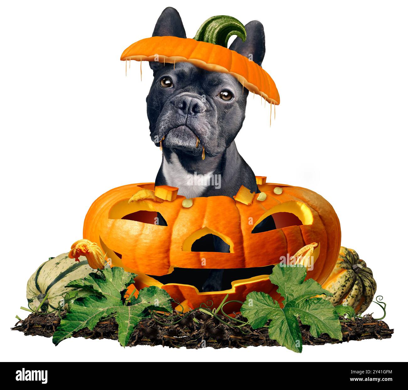 Simpatico cane di Halloween nei panni di un divertente Bulldog francese in una zucca scolpita con jack-o-lanterna come festa autunnale o autunnale ottobre e novembre ringraziamento Foto Stock