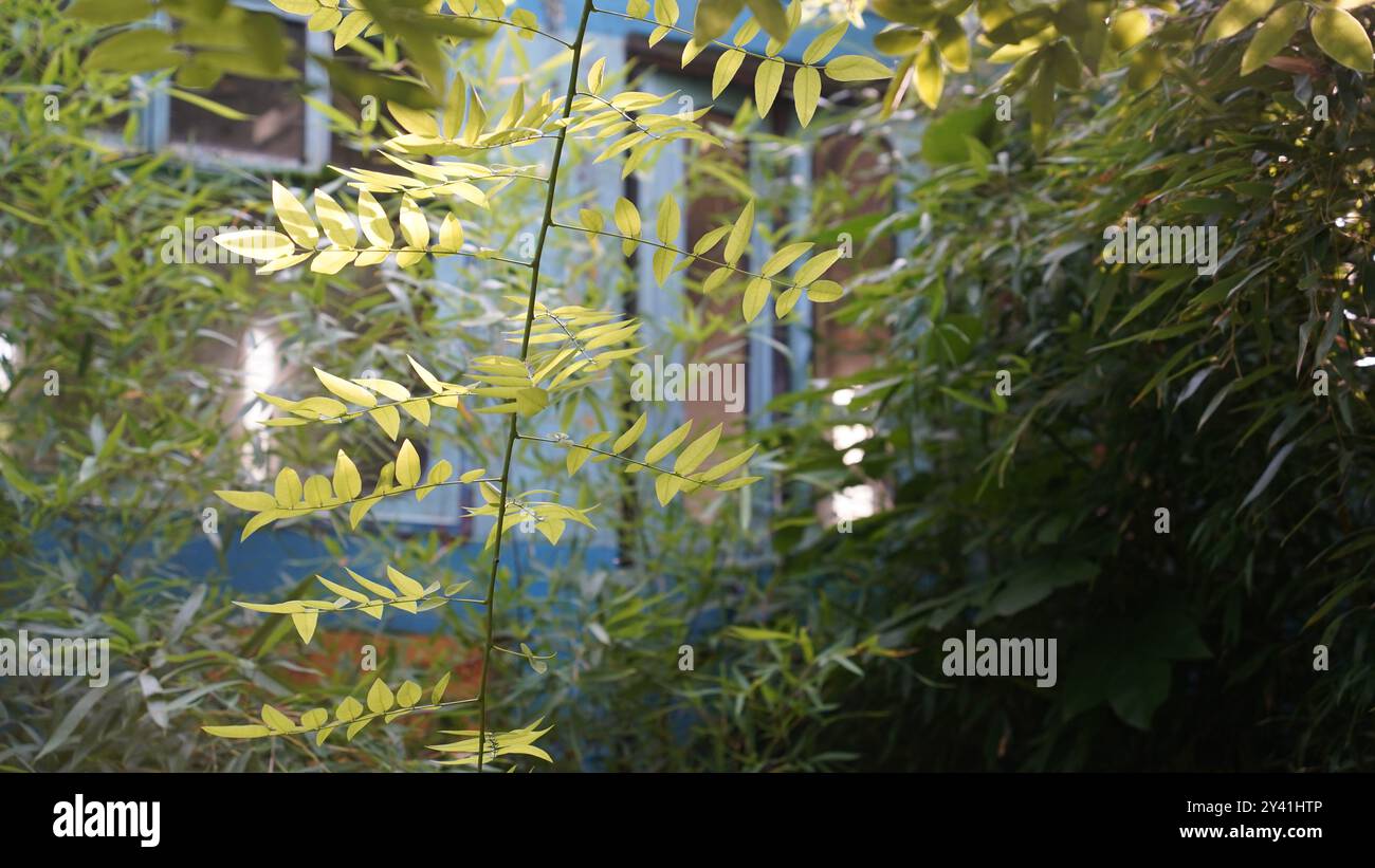 Perso nel tempo: Cabina ferroviaria abbandonata nel mezzo della foresta Foto Stock