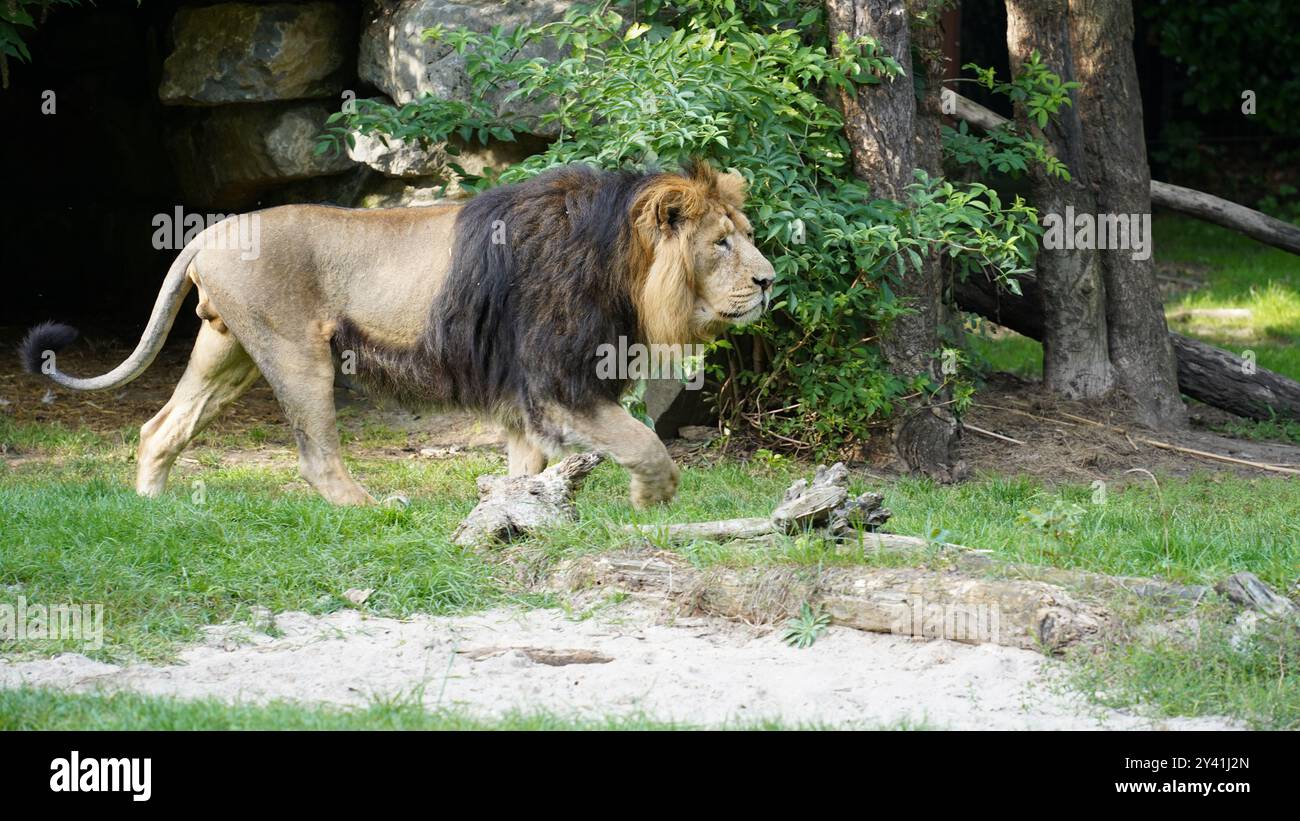 Lion’s Resolve: Andare avanti con determinazione Foto Stock