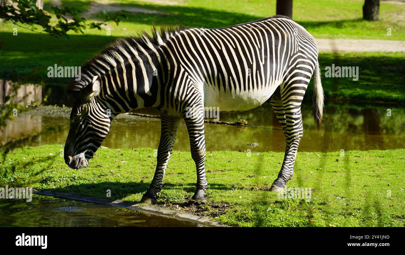 Zebra che beve dal fiume: Un momento sereno al sole Foto Stock