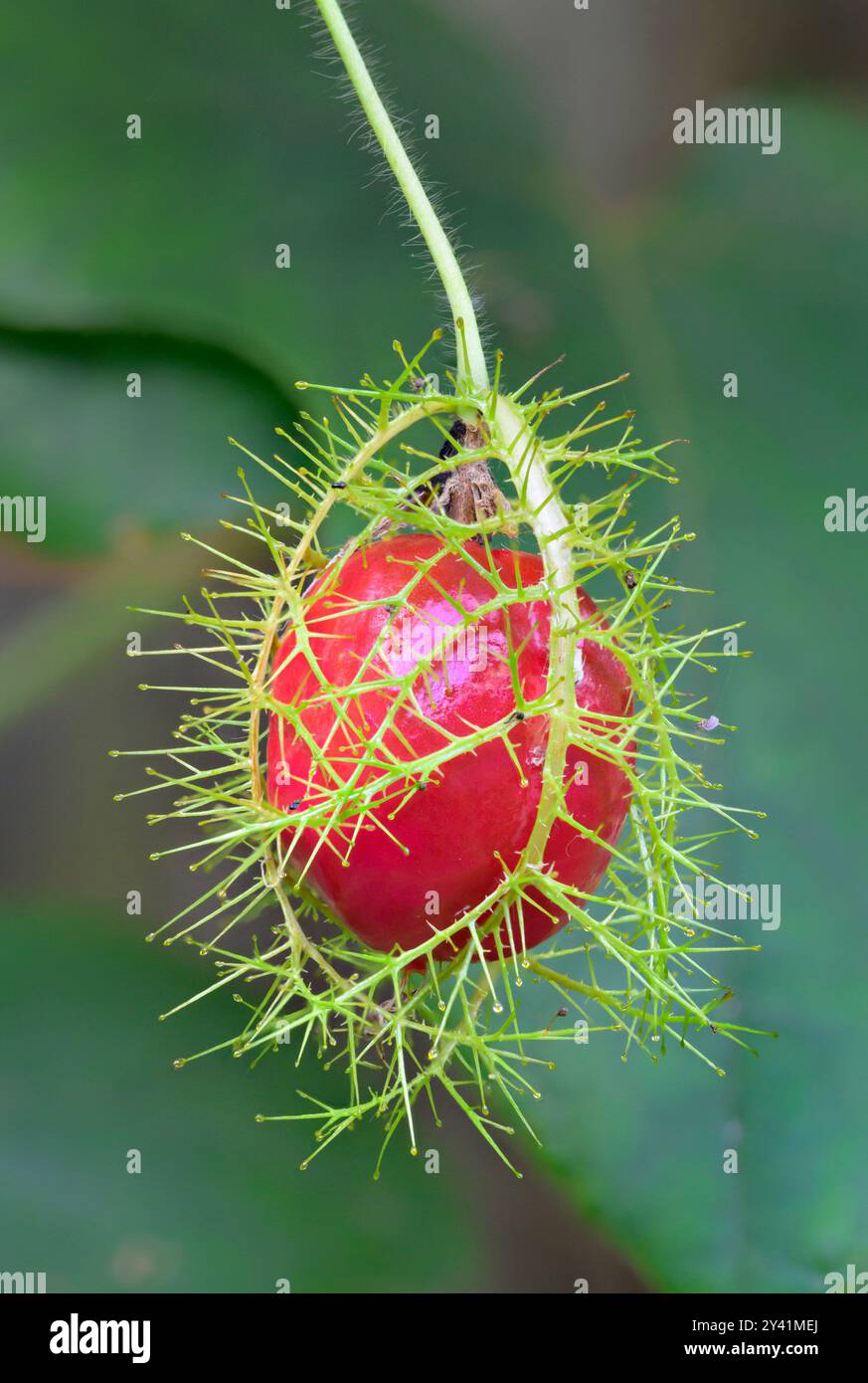 Frutto di maturazione del fiore scarlettifero (Passiflora foetida var. Lanuginosa), coperta da bratti nelle zone umide costiere, Galveston, Texas, Stati Uniti. Foto Stock