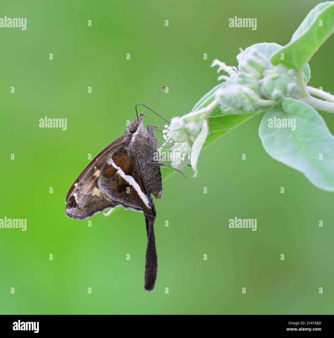 Farfalla a coda lunga a strisce bianche (Chioides albofasciatus) che si nutre da Lindheimer's Doveweed (Croton lindheimeri), Galveston, Texas, USA. Foto Stock