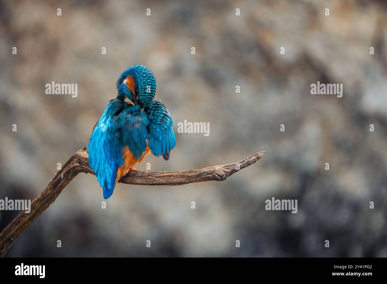 Un kingfisher comune (Alcedo atthis) è visto pulire meticolosamente le sue piume dall'acqua. L'uccello si concentra sul mantenimento del suo vivace piumaggio. Foto Stock