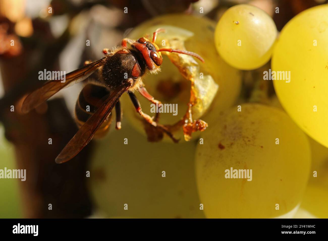 Una vespa mangia l'uva matura su un cespuglio Foto Stock