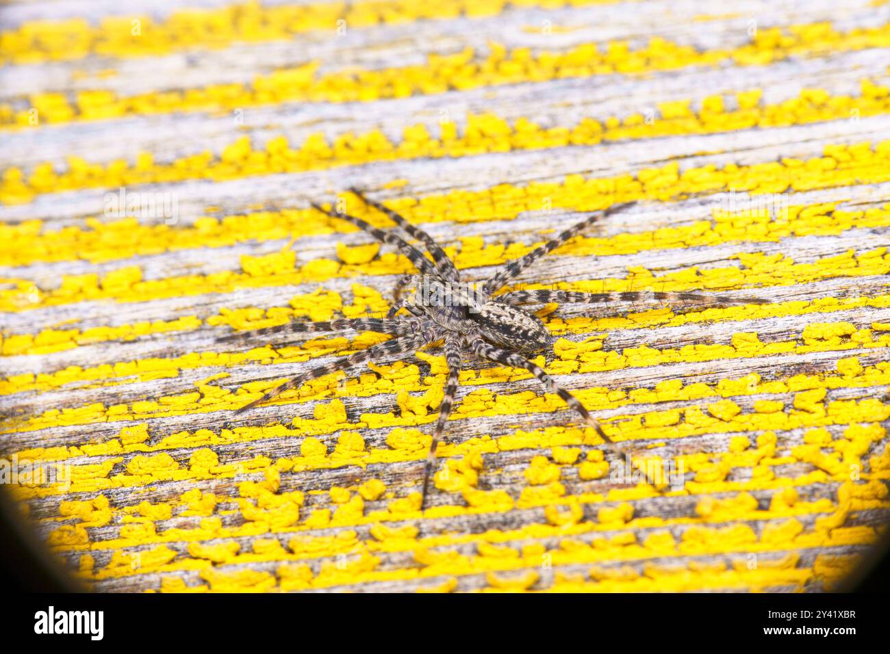 Miškinis trūnėsvoris Miškinis puvėsinukas Acantholycosa lignaria famiglia Lycosidae genere Acantholycosa Lupo ragno natura selvaggia fotografia di artropodi Foto Stock