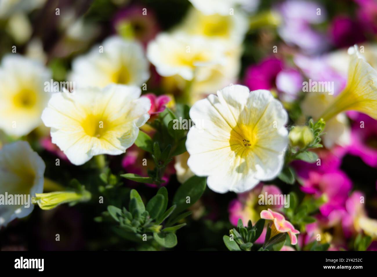 fotografia macro floreale di un giardino di petunie sullo sfondo della natura Foto Stock