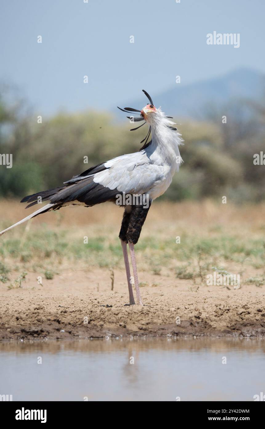Elegante e feroce, l'uccello segretario si erge alto nella savana africana, incarnando la bellezza selvaggia e gli istinti predatori della selvaggia natura selvaggia dell'Africa Foto Stock
