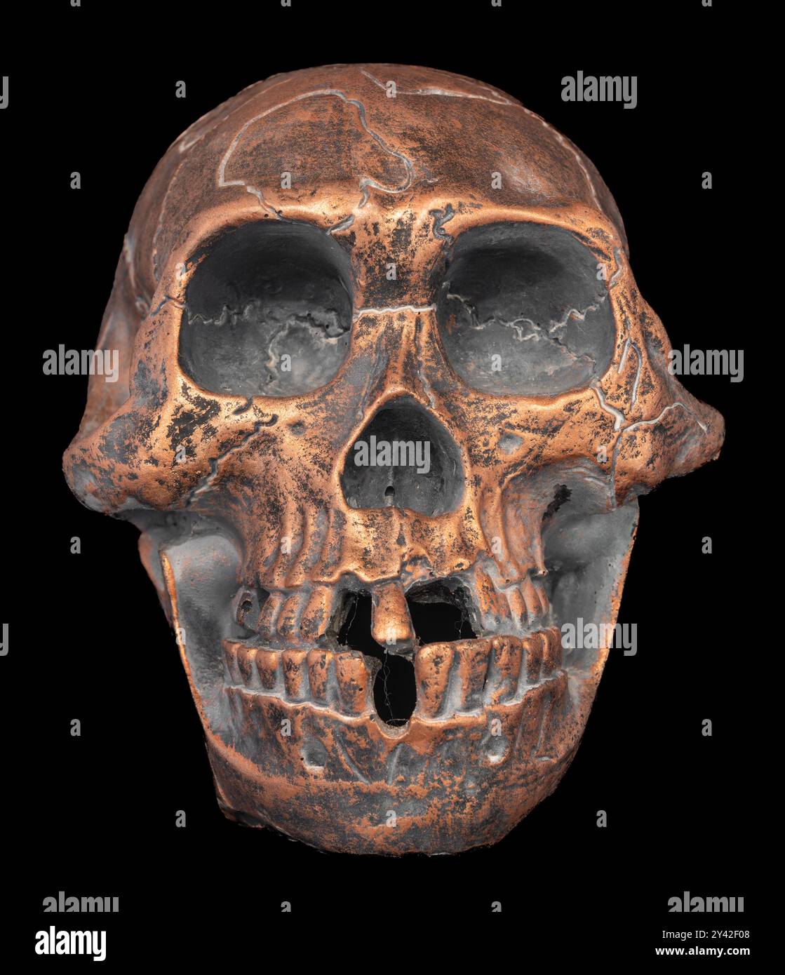 Decorazione in resina teschio per Halloween. Foto Stock