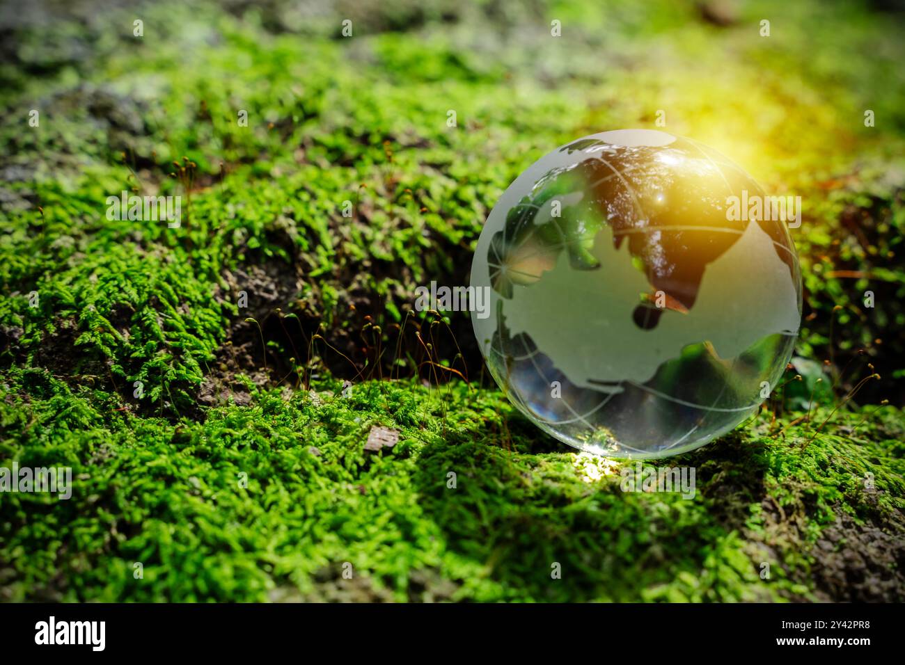 Terra di cristallo sul suolo nella foresta con felci e luce solare. Ambiente, salvare pianeta pulito, concetto di ecologia. Banner Earth Day con spazio di copia. Foto Stock