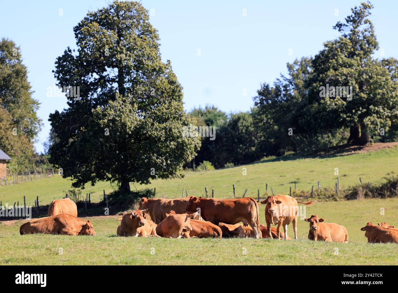 Uzerche, una piccola e autentica cittadina storica e turistica sulle rive del fiume Vézère nella campagna del Limousin nella Francia centro-occidentale, sul fiume Foto Stock