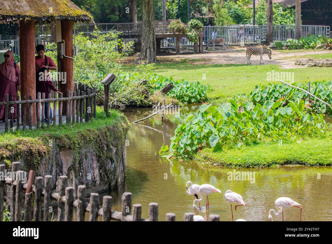 Taiping Malaysia 7 settembre 2024: La gente sta guardando il grande fenicottero (Phoenicopterus roseus) e altri animali nella savana africana. Foto Stock