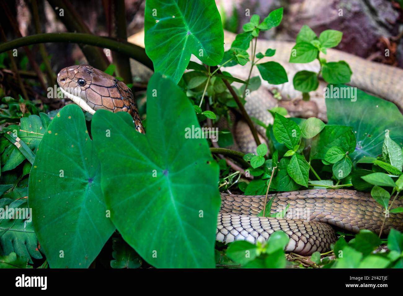 La cobra del re (Ophiophagus hannah) è un grande endemico elapide alle foreste dall'India attraverso l'Asia sudorientale. È il serpente venoso più lungo del mondo. Foto Stock