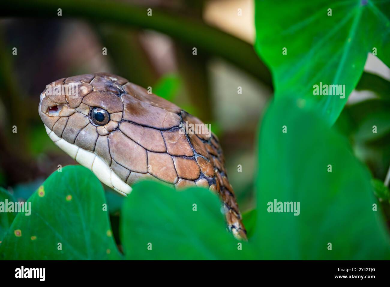La cobra del re (Ophiophagus hannah) è un grande endemico elapide alle foreste dall'India attraverso l'Asia sudorientale. È il serpente venoso più lungo del mondo. Foto Stock