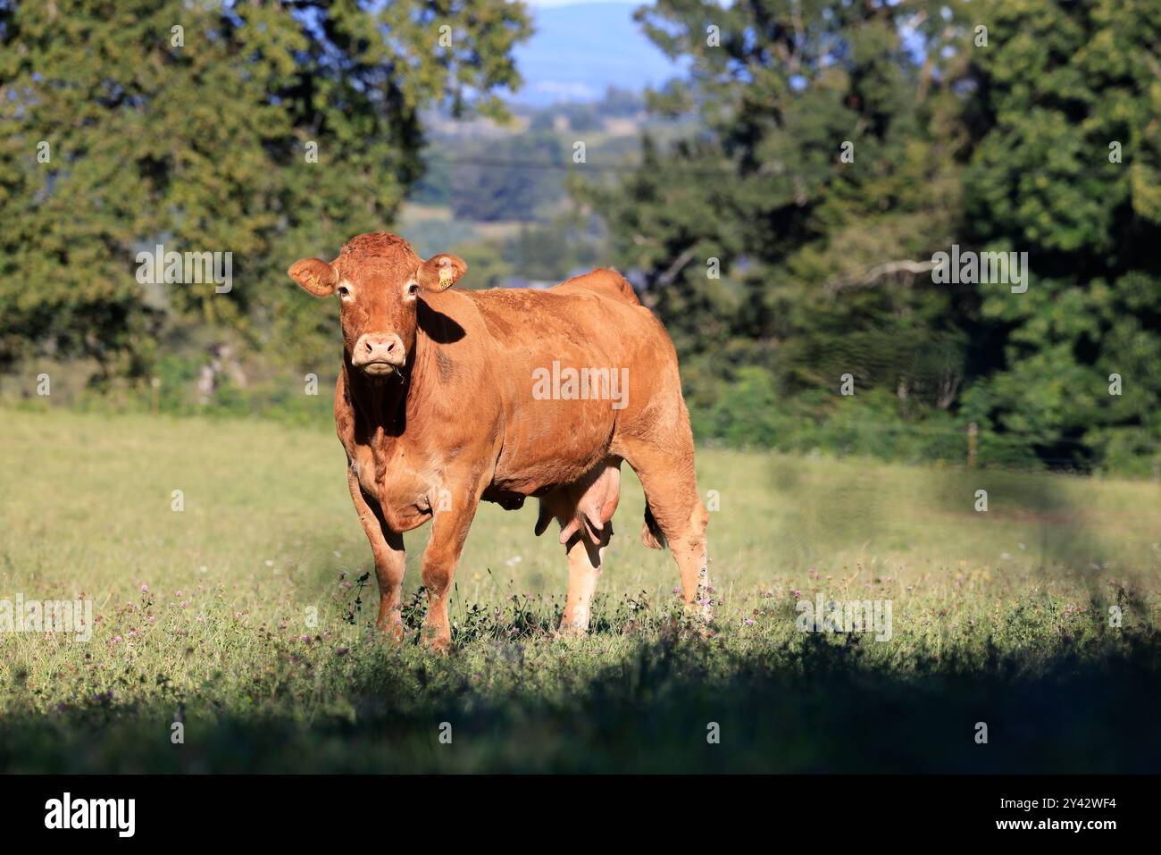Uzerche, una piccola e autentica cittadina storica e turistica sulle rive del fiume Vézère nella campagna del Limousin nella Francia centro-occidentale, sul fiume Foto Stock