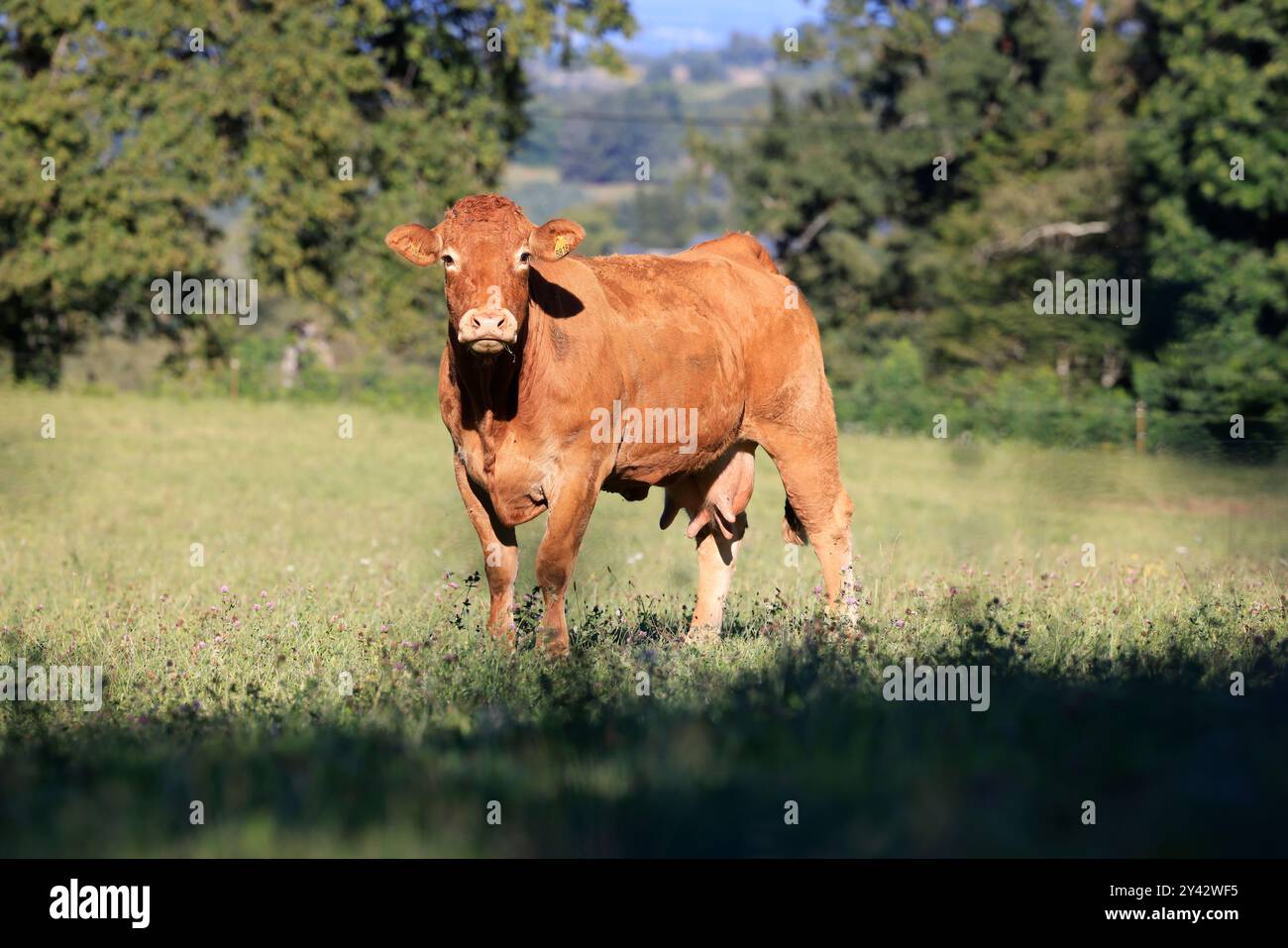 Uzerche, una piccola e autentica cittadina storica e turistica sulle rive del fiume Vézère nella campagna del Limousin nella Francia centro-occidentale, sul fiume Foto Stock