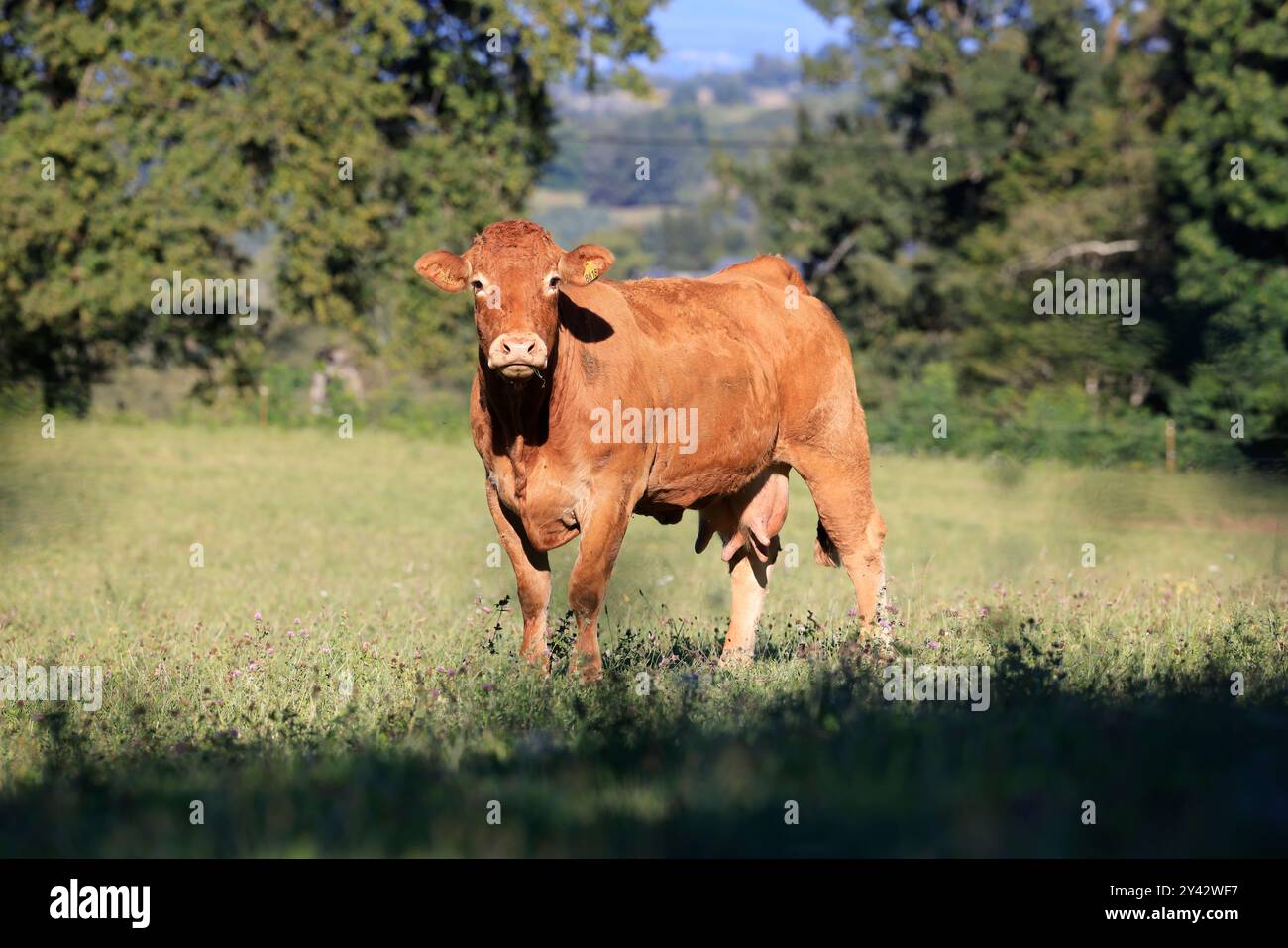 Uzerche, una piccola e autentica cittadina storica e turistica sulle rive del fiume Vézère nella campagna del Limousin nella Francia centro-occidentale, sul fiume Foto Stock