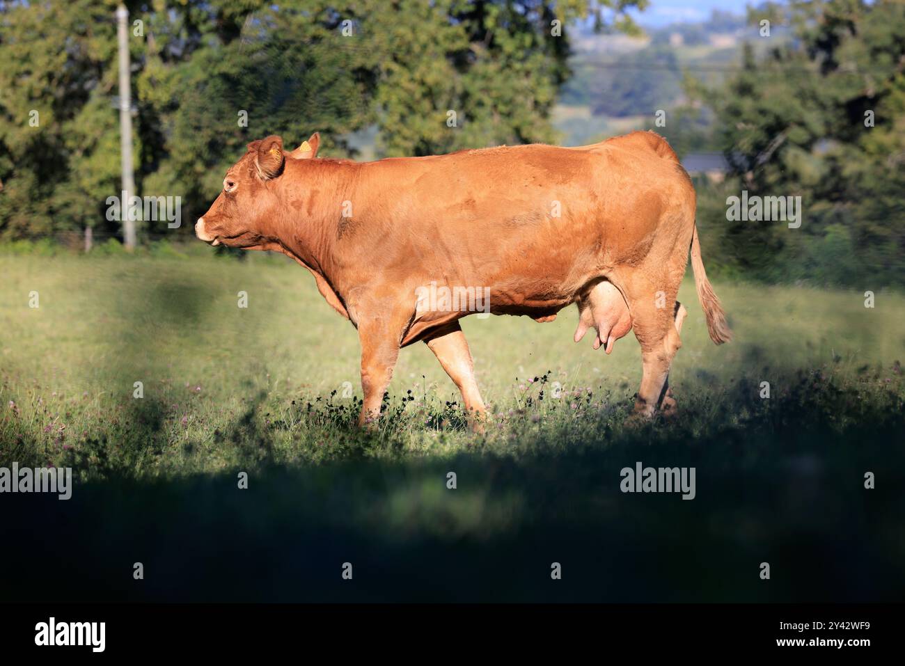 Uzerche, una piccola e autentica cittadina storica e turistica sulle rive del fiume Vézère nella campagna del Limousin nella Francia centro-occidentale, sul fiume Foto Stock