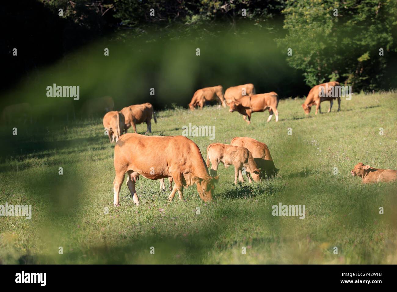 Uzerche, una piccola e autentica cittadina storica e turistica sulle rive del fiume Vézère nella campagna del Limousin nella Francia centro-occidentale, sul fiume Foto Stock