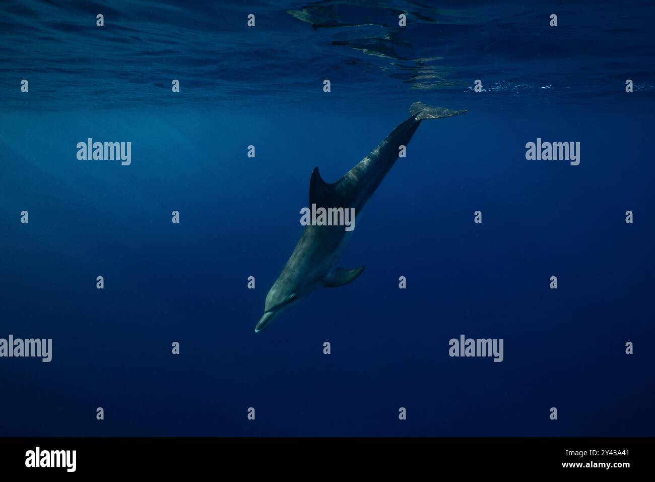 Delfini che scivolano appena sotto la superficie dell'oceano con una luce blu tenue - Oceano Indiano Foto Stock