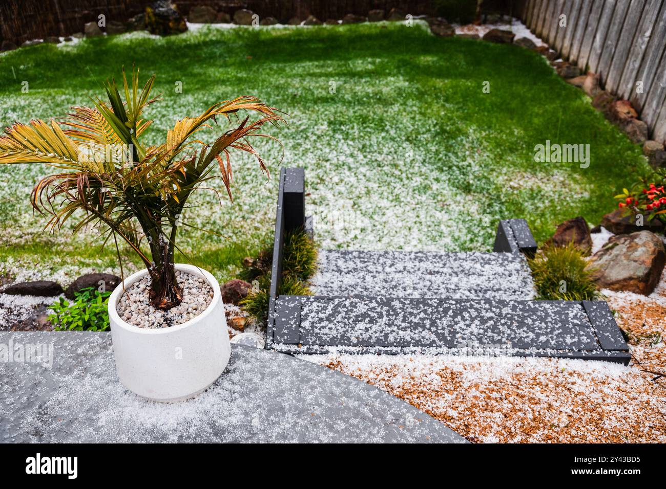 Cortile australiano coperto di grandine con prato e piante tropicali circondate da ghiaccio, cambiamenti climatici e sistemi meteorologici atipici Foto Stock Cortile australiano coperto di grandine con prato e piante tropicali circondate da ghiaccio, cambiamenti climatici e sistemi meteorologici atipici Foto Stock