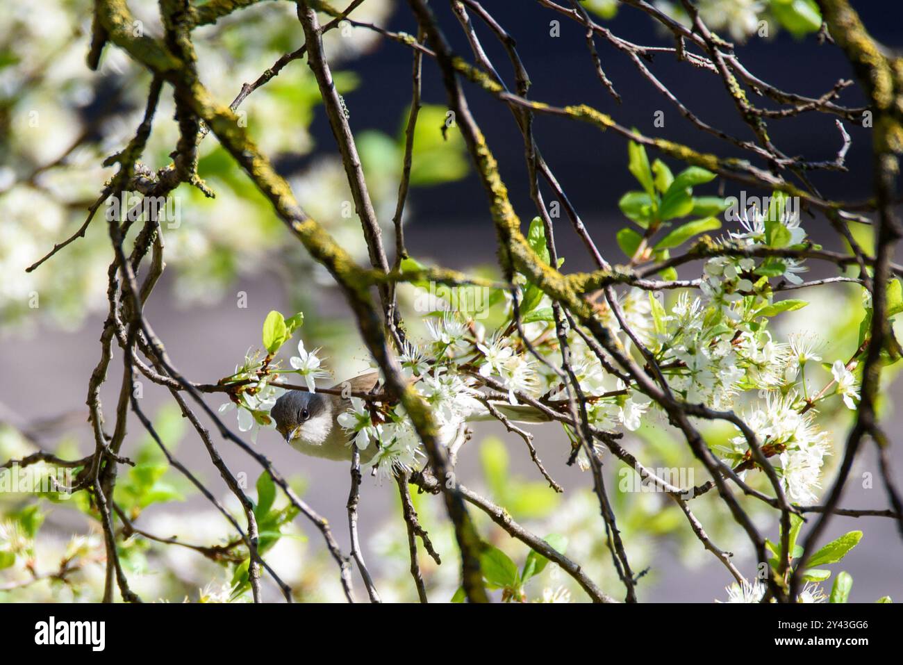 Uccello di gola bianca minore, Curruca curruca. Uccelli in giardino. Tempo di primavera. Foto Stock