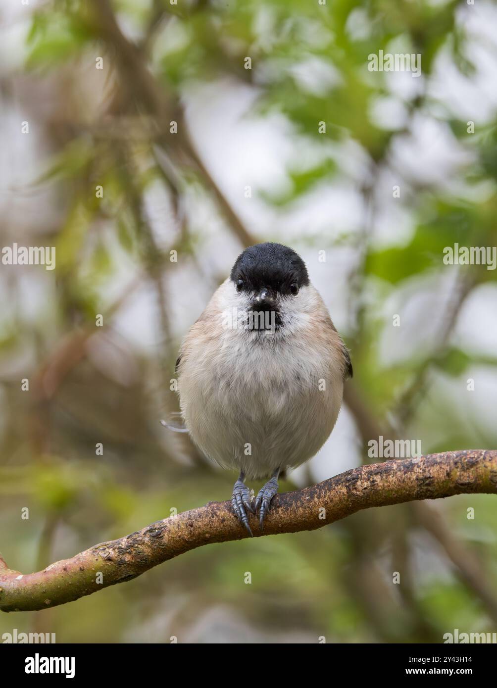 Tit palustris di palubre su ramo arbustivo Foto Stock