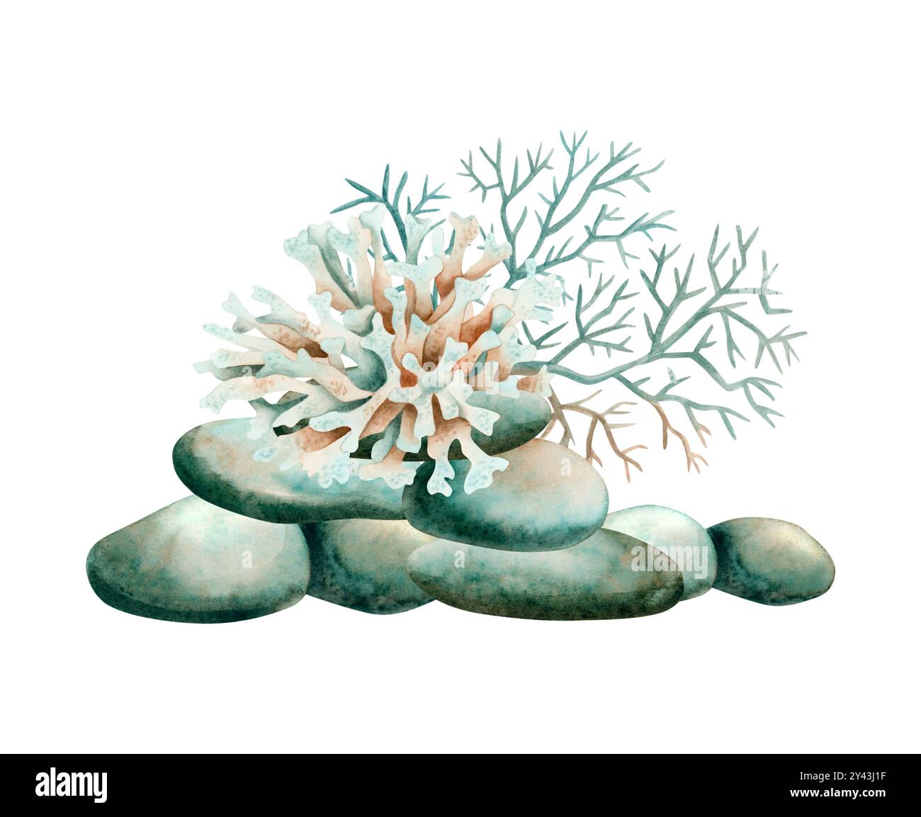 Coralli acquerelli che crescono sulle rocce della barriera corallina illustrazione isolata. Oceano tropicale o scogliera di animali marini semplice monocromatica Foto Stock