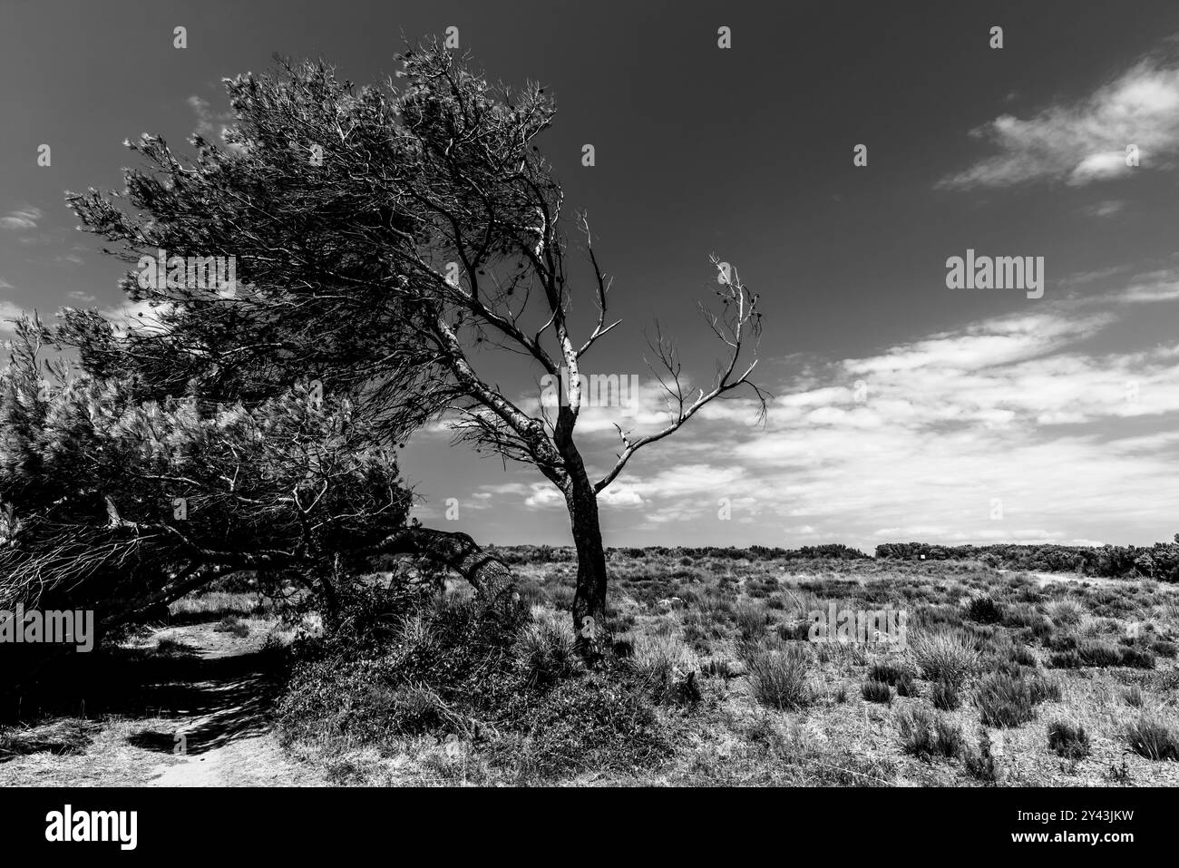 Albero piegato dal vento con cielo blu e distese nel parco naturale di Premantura in Croazia Foto Stock