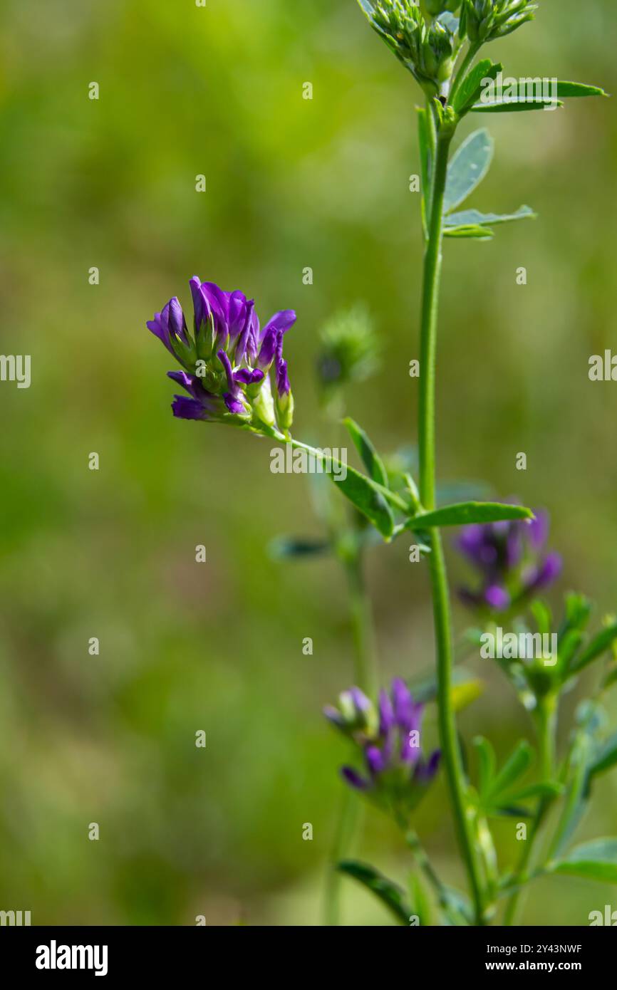 Fiori di erba medica nel campo. Medicago sativa. Foto Stock