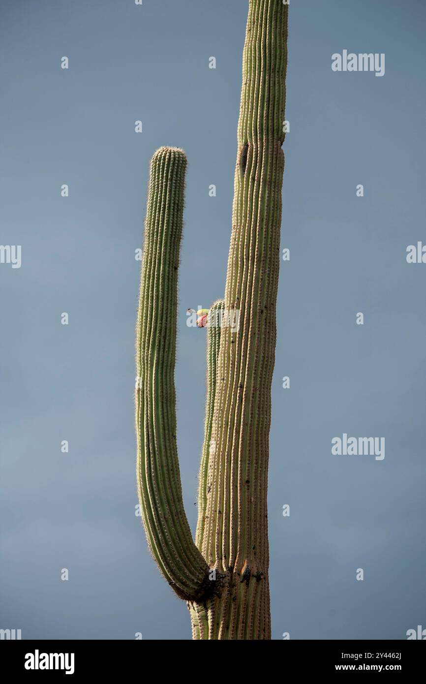 Cactus di Saguaro contro il cielo coperto in verticale Foto Stock