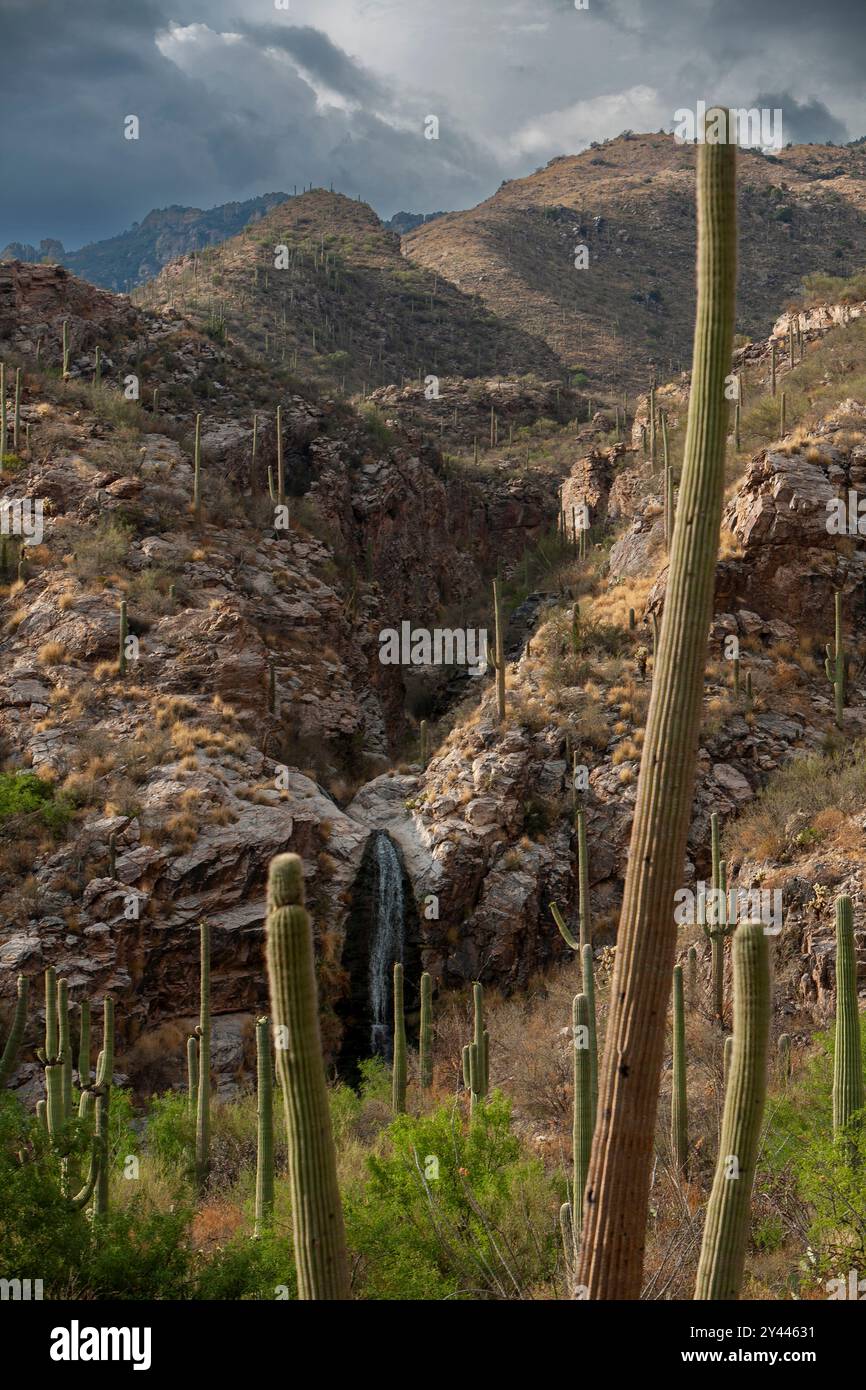 Paesaggio verticale con saguaro e cascata Foto Stock