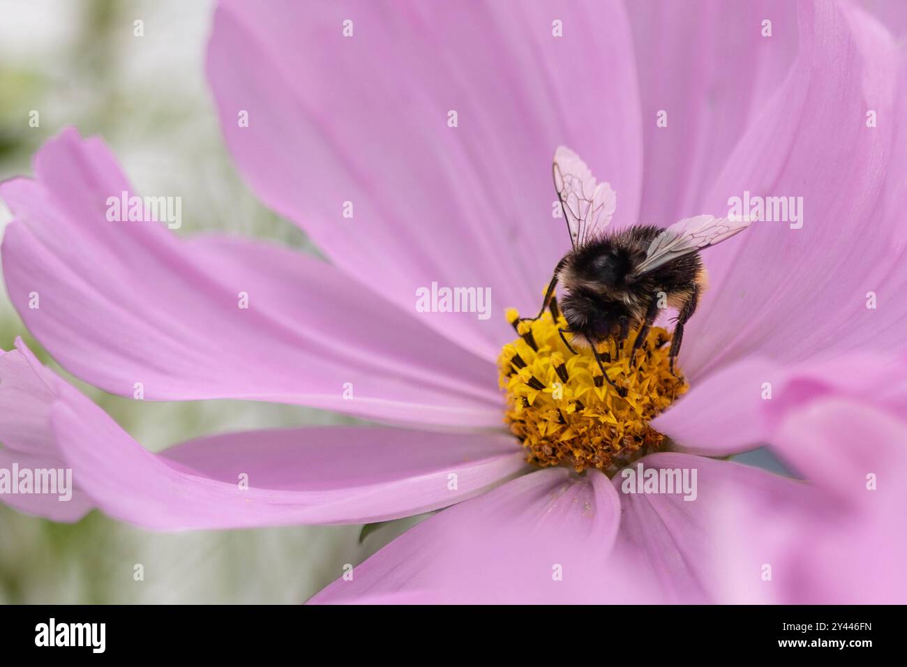 Primo piano di un fiore rosa con un nettare di raccolta delle bumblebee. Foto Stock