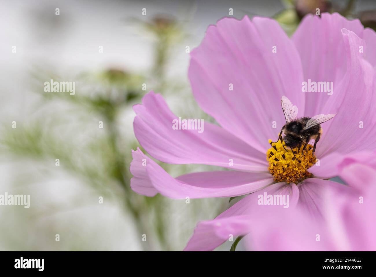Primo piano per il fiore rosa con un'ape a bolle Foto Stock
