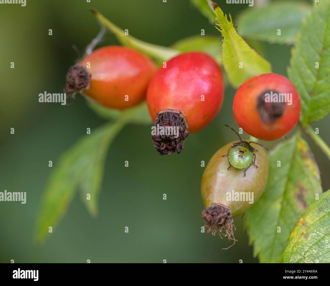 Rosa rossa fianchi con coleottero verde in autunno Foto Stock